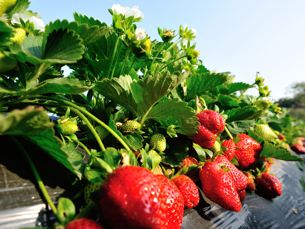 草莓开花坐果期施什么肥?