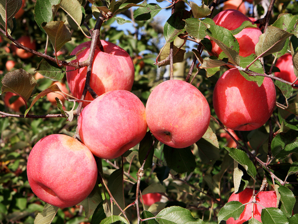 苹果树水溶肥使用时间和施肥方案？
